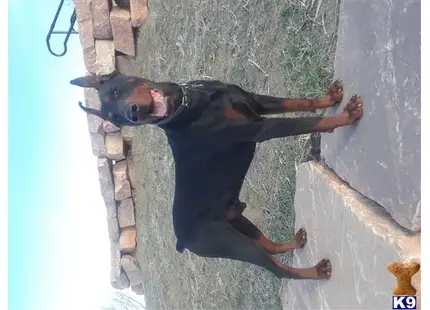 Doberman Pinscher