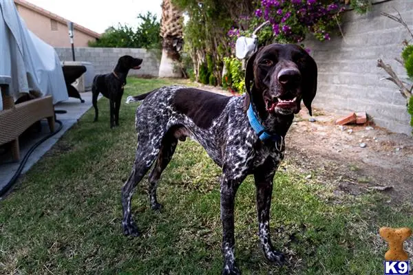 German Shorthaired Pointer