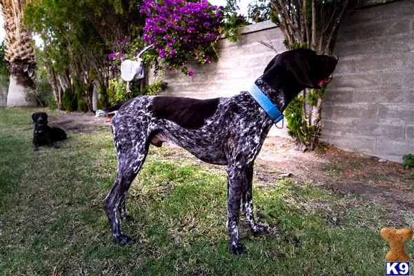 German Shorthaired Pointer stud dog