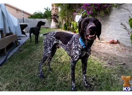 German Shorthaired Pointer