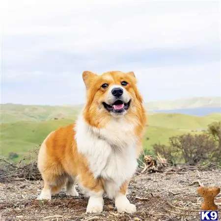 Pembroke Welsh Corgi stud dog