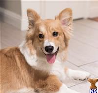 Elon available Pembroke Welsh Corgi puppy located in SUNNYVALE