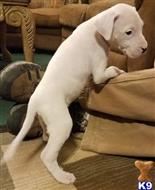 dogo argentino puppy posted by elsieflorida