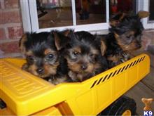 Max and Licia, Snoopy available Yorkshire Terrier puppy located in BAKERSFIELD