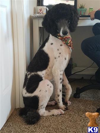 a poodle dog sitting on the floor