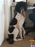 PONGO THE POODLE  available Poodle puppy located in Woodland