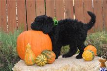 poodle puppy posted by emad9202