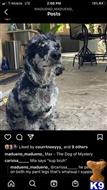Max The Moyen Merle available Poodle puppy located in Woodland