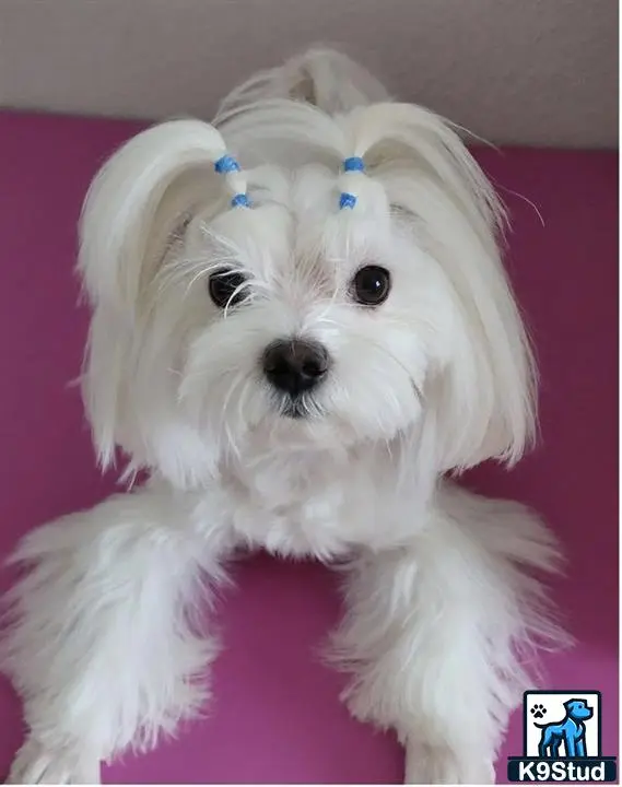 Maltese stud dog: a white maltese dog with blue eyes