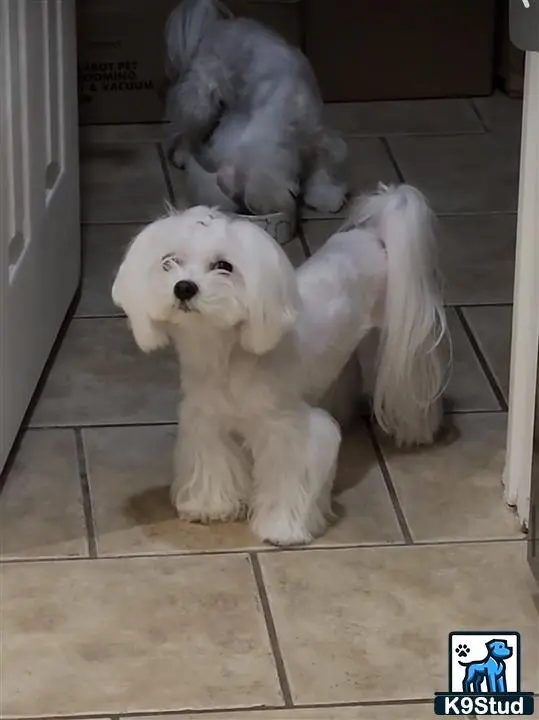 Maltese stud dog: a maltese dog wearing a wig