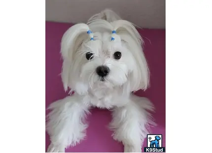 Maltese stud dog: a white maltese dog with blue eyes