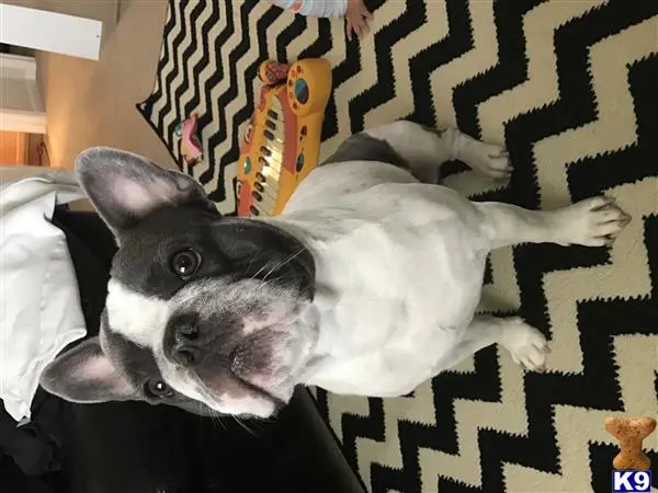 French Bulldog stud dog