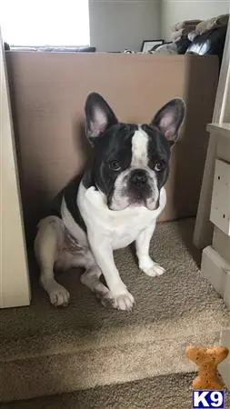 French Bulldog stud dog