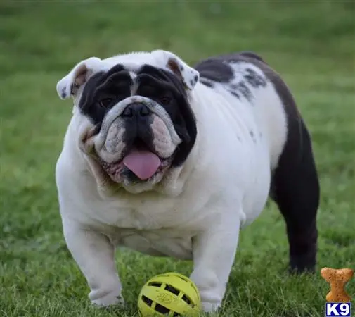 English Bulldog stud dog