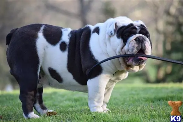 English Bulldog stud dog