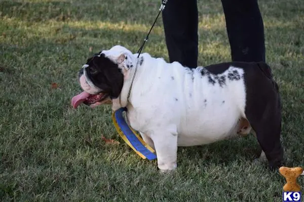 English Bulldog stud dog