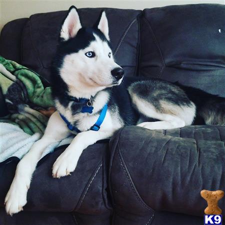 a siberian husky dog lying on a couch