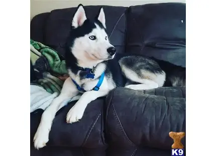 Siberian Husky