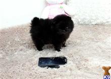 Pomeranian