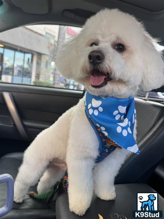 a maltipoo dog wearing a shirt