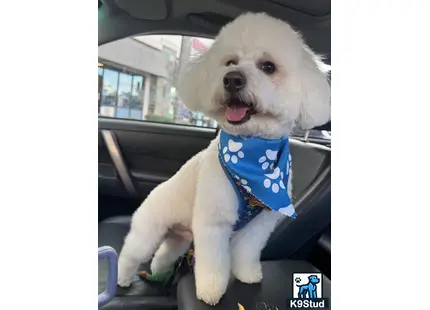a maltipoo dog wearing a shirt