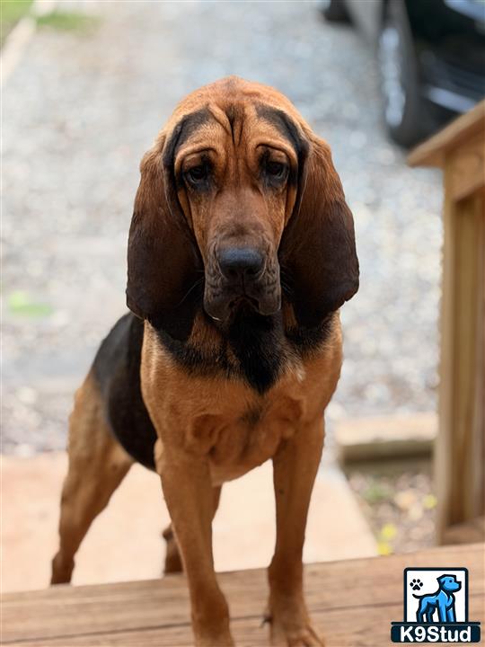 a bloodhound dog standing on a wood deck