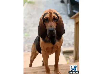 a bloodhound dog standing on a wood deck