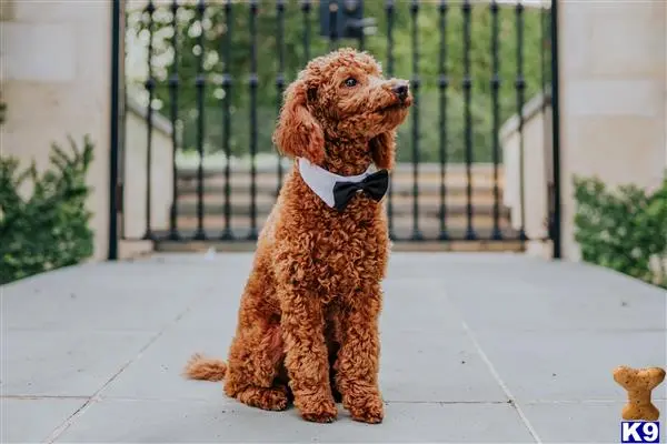 Poodle stud dog