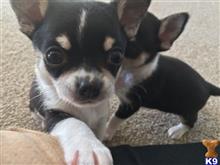 chihuahua puppy posted by emile