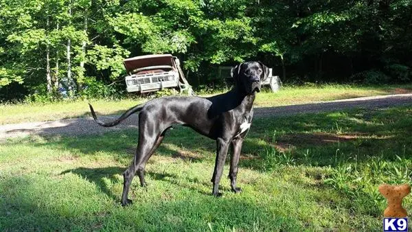 Great Dane stud dog