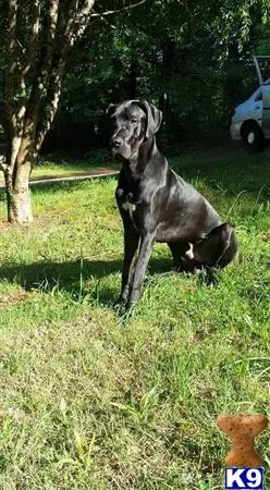 Great Dane stud dog