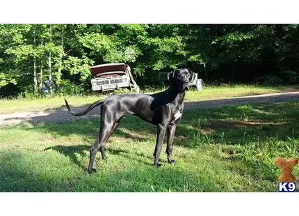 Great Dane