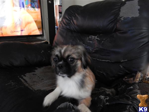 Pekingese dog