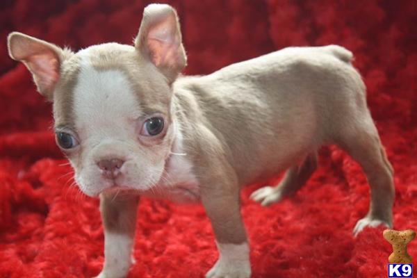 boston terrier puppies missouri boston terrier puppies for sale missouri mo breeds picture boston terrier puppies missouri boston terrier puppies for sale missouri mo breeds picture