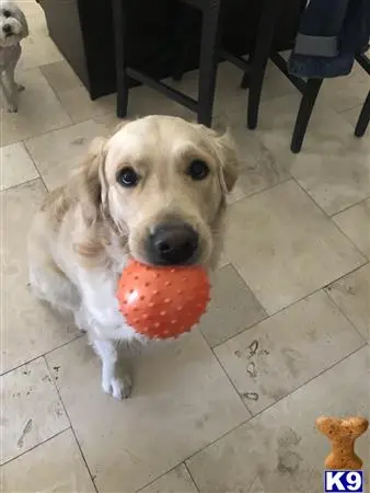 Golden Retriever stud dog