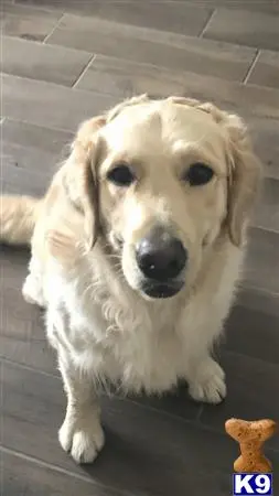 Golden Retriever stud dog