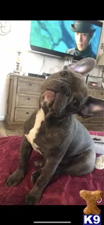 French Bulldog stud dog