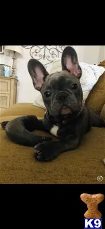 French Bulldog stud dog