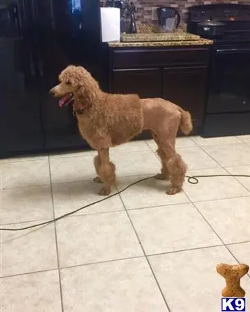 Poodle stud dog