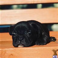 french bulldog puppy posted by emilymass1