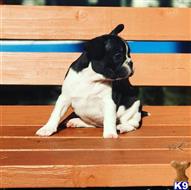 french bulldog puppy posted by emilymass1