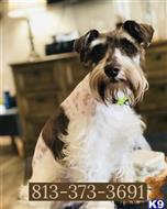 Miniature Schnauzer
