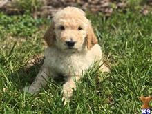 poodle puppy posted by emilymass1