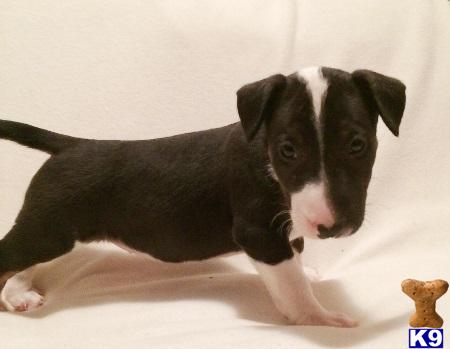 bull terrier puppy posted by emilymcks