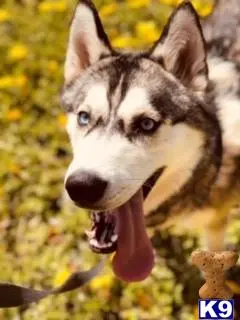 Siberian Husky stud dog