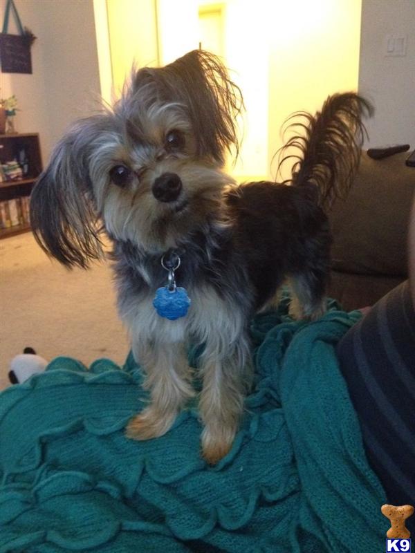 Yorkshire Terrier stud dog