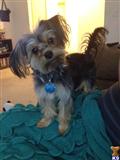 Yorkshire Terrier stud dog: Yorkshire Terrier with a silky black and tan coat, playful pose