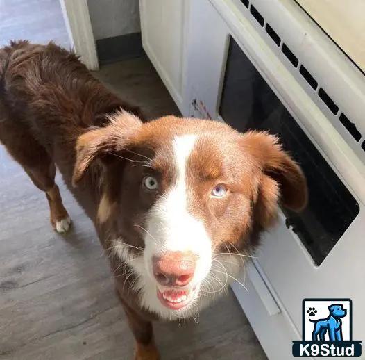 Australian Shepherd stud dog