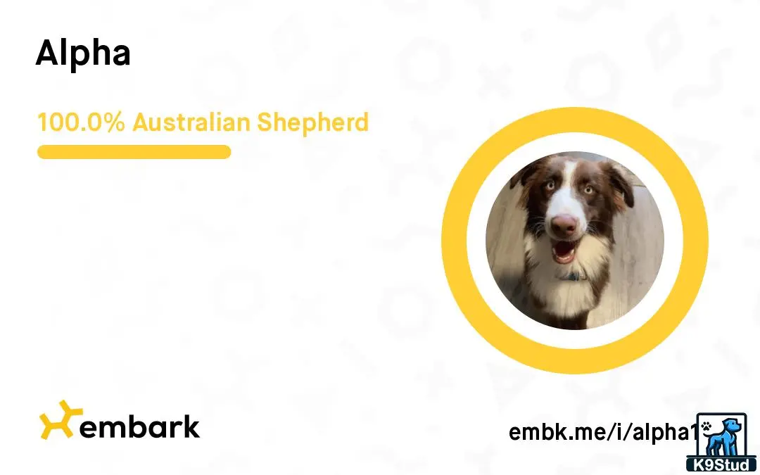 Australian Shepherd stud dog