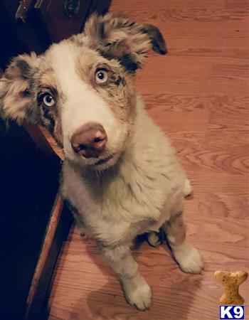 Australian Shepherd dog